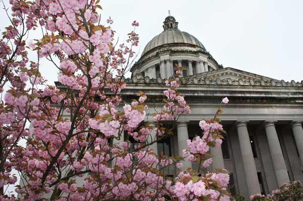 WA Capitol in spring